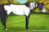 Horse Color:Black Frame 