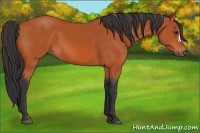 Horse Color:Bay 