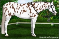 Horse Color:Chestnut Splash Leopard 
