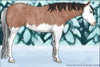 Horse Color:Bay Roan Splash 