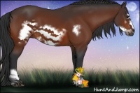 Horse Color:Bay Sabino Frame 
