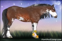 Horse Color:Bay Sabino 