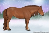 Horse Color:Chestnut Sabino 