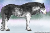 Horse Color:Black Ice Sabino