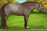Horse Color:Liver Chestnut Rabicano