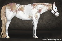 Horse Color:Plaid  White Spotted Chestnut Sabino Splash 