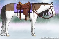 Horse Color:Buckskin Splash 