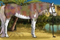 Horse Color:Nacre Liver Chestnut Sabino Splash 