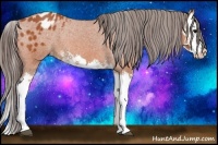Horse Color:Bay Splash Appaloosa 