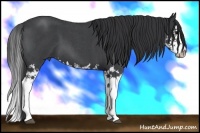 Horse Color:Blue Roan Splash