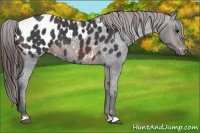Horse Color:Brown Roan Near Leopard 