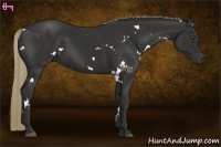 Horse Color:White Spotted Liver Chestnut 
