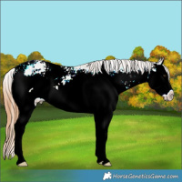 Horse Color:Chestnut Sabino Splash Varnish Rabicano 