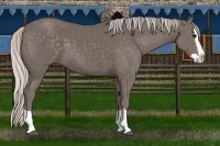 Horse Color:Silver Black Splash 