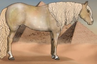 Horse Color:Liver Chestnut Pearl  and Chestnut Pearl Sabino 