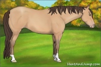 Horse Color:Amber Champagne 