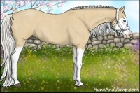 Horse Color:Silver Buckskin Roan Splash