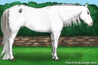 Horse Color:Black Sabino Blanket Rabicano 
