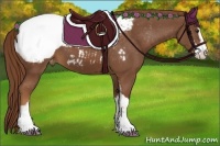 Horse Color:Chestnut Sabino Appaloosa