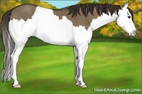 Horse Color:Liver Red Dun Splash 