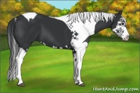 Horse Color:Black Splash Tobiano