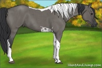 Horse Color:Grullo Roan Tobiano 