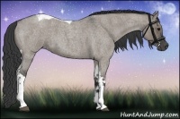 Horse Color:Grullo Roan Tobiano