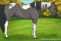 Horse Color:Grullo Tobiano 