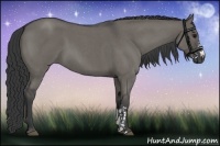 Horse Color:Grullo Roan 