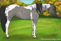 Horse Color:Grullo Roan Tobiano