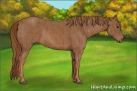 Horse Color:Chestnut  and Chestnut 