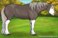 Horse Color:Silver Black Splash 