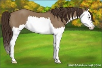 Horse Color:Liver Red Dun Sabino Splash 