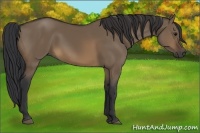 Horse Color:Brown Dun 