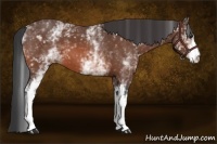 Horse Color:White Spotted Bay Roan 