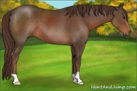 Horse Color:Liver Chestnut 