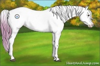Horse Color:Watercolor Chestnut Splash Appaloosa 