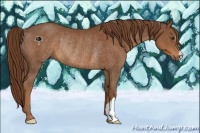Horse Color:Chestnut Rabicano 