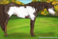 Horse Color:Liver Chestnut Frame 