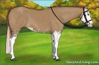 Horse Color:Red Dun Splash  and Red Dun Splash 