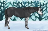 Horse Color:Black and Black Splash