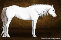 Horse Color:Smoky Grullo Sabino Splash Appaloosa 