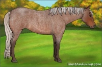 Horse Color:Silver Bay Roan 