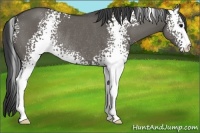 Horse Color:White Spotted Grullo Rabicano 