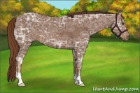 Horse Color:Chestnut Ice 