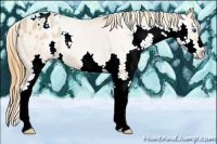 Horse Color:Bay Pearl Splash Appaloosa