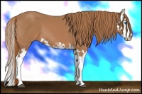 Horse Color:Chestnut Splash