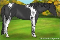 Horse Color:Smoky Black Tobiano