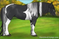 Horse Color:Black Tobiano 