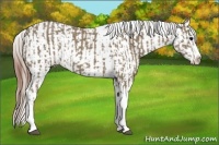 Horse Color:Silver Smoky Black Splash Tobiano  and White Spotted Bay Dun Splash Tobiano Appaloosa 
